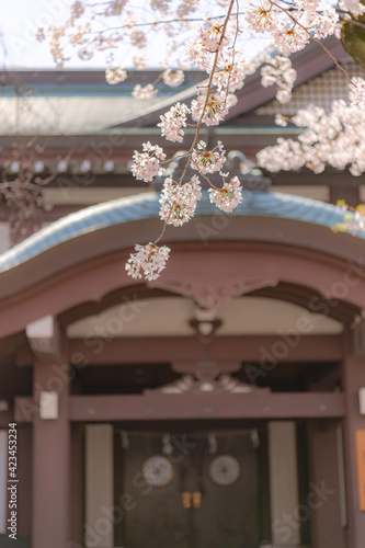 東京都千代田区九段の靖国神社に咲く桜