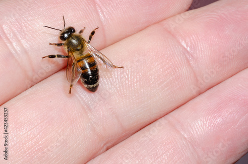The bee sat on the man's hand.