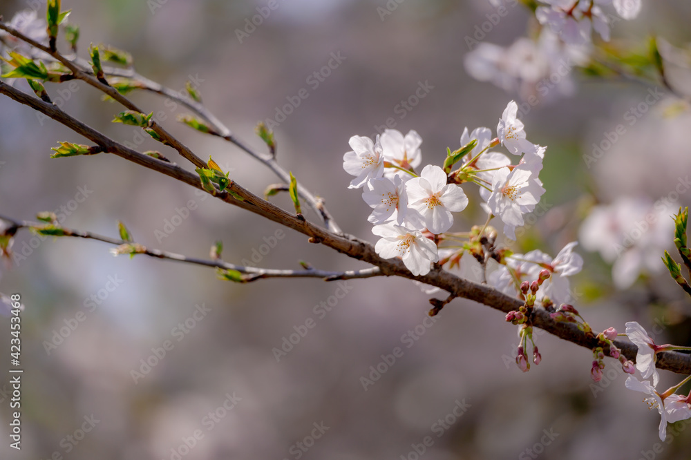 東京都千代田区九段の千鳥ケ淵に咲く桜 東京都千代田区九段の千鳥ケ淵に咲く桜