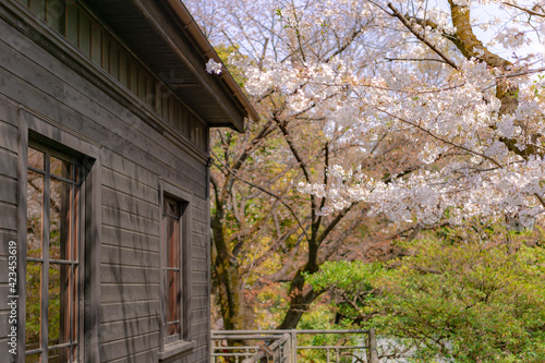 東京都港区赤坂にある乃木神社の桜 © zu_kuni