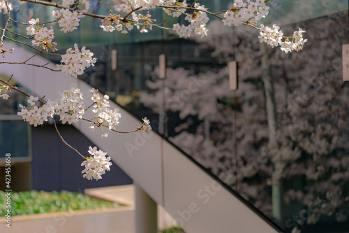 東京都港区六本木にある東京ミッドタウンに咲く桜