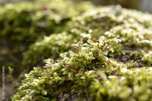 Tree moss in the spring