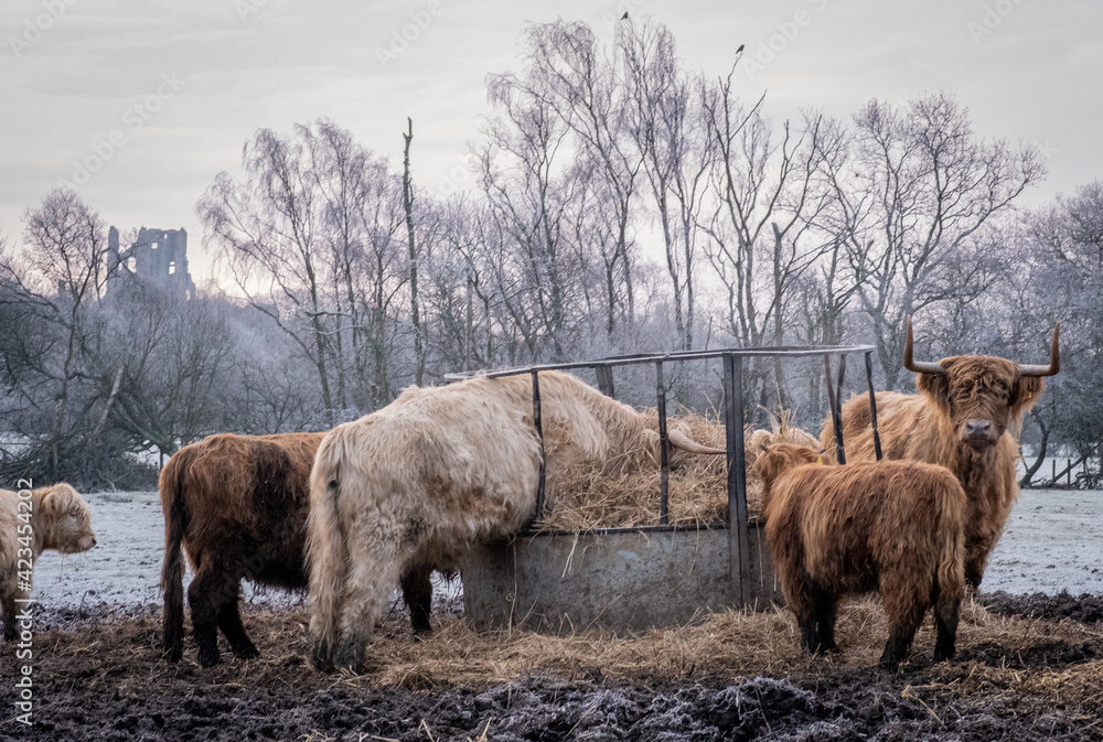 Fototapeta premium Highland cows in heavy frost