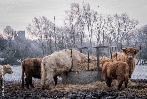 Highland cows in heavy frost