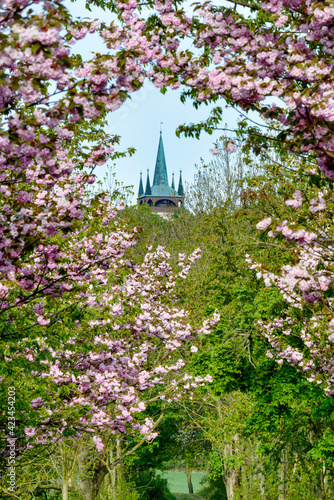 Blooming sakura alley in spring, Czech Republic, Plzensky region, Chudenice photo