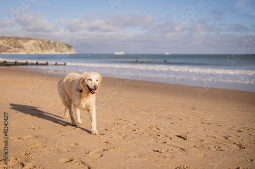 Happy golden retriever playing at the beach