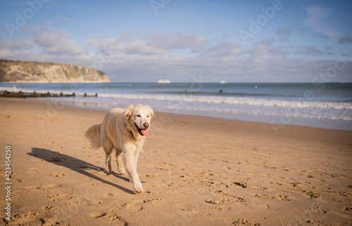 Happy golden retriever playing at the beach © Donna White