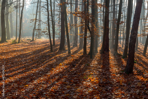 Autumn oak forest  Czech Republic  Pilsen region