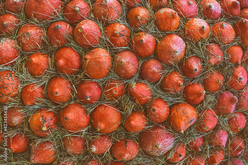 Fototapeta premium orange little pumpkin lots of vegetables stacked in a wall vegetable pattern
