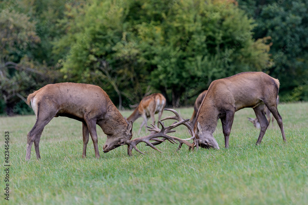 Carpathian red deer, deer rut, deer duel, Czech Republic, Chodsko