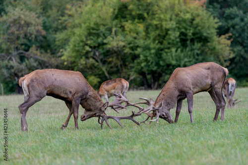 Carpathian red deer, deer rut, deer duel, Czech Republic, Chodsko