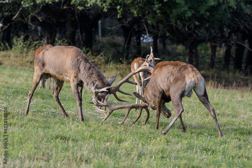 Fototapeta premium Carpathian red deer, deer rut, deer duel, Czech Republic, Chodsko