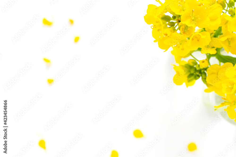 菜の花 黄色い花の白背景 菜の花 黄色い花の白背景