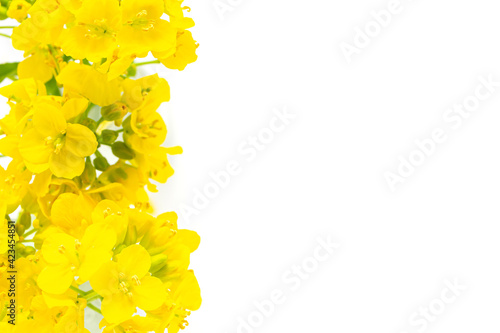 菜の花 黄色い花の白背景