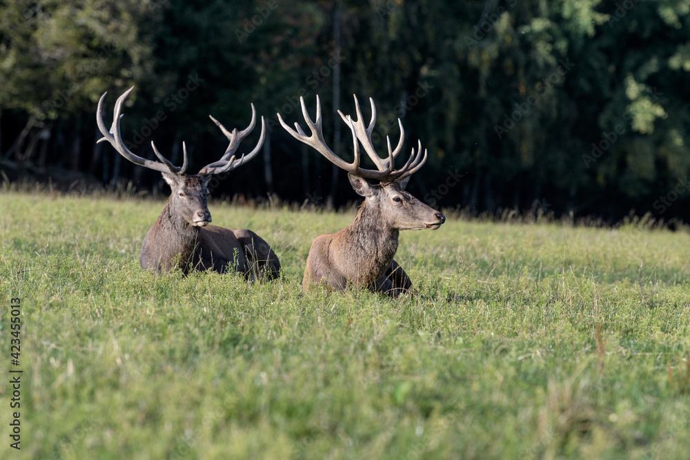 Carpathian red deer, red deer rut, Czech Republic, Chodsko Carpathian red deer, red deer rut, Czech Republic, Chodsko