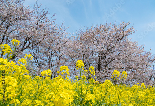 利根川沿いの土手で満開になった菜の花と桜の花 © TokyoSKy