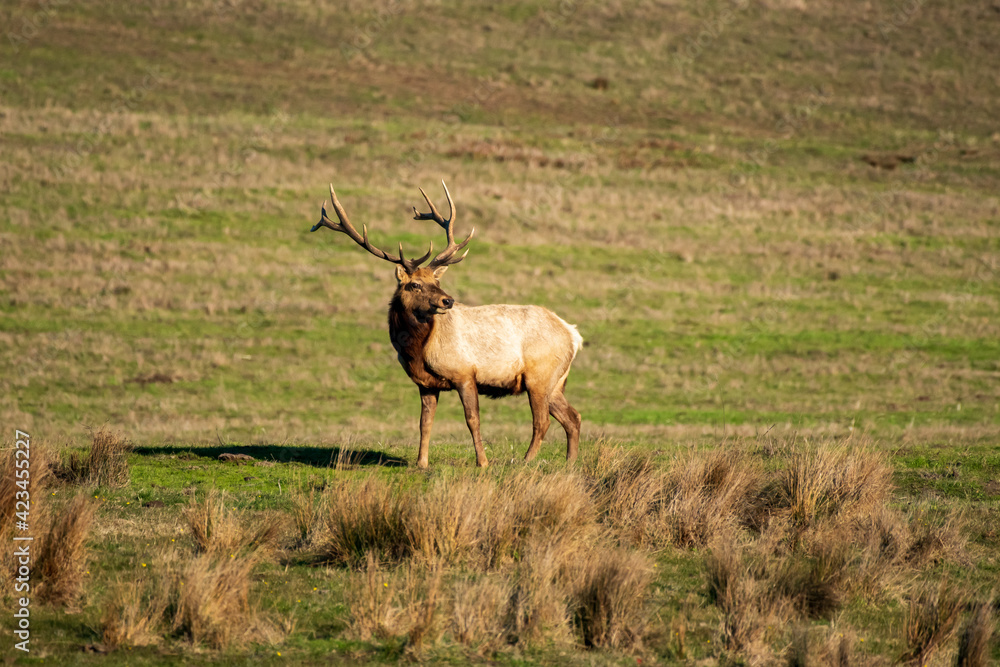 Fototapeta premium Tule elk 