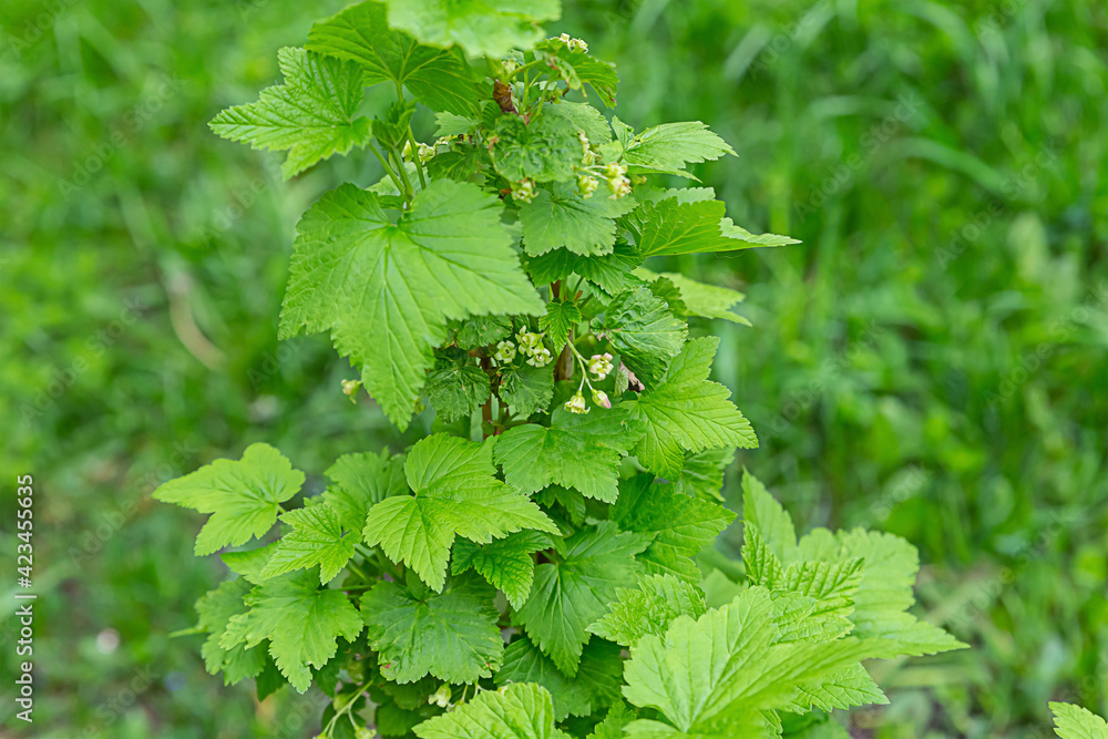 green currant bush with buds close-up in a sunny background green currant bush with buds close-up in a sunny background