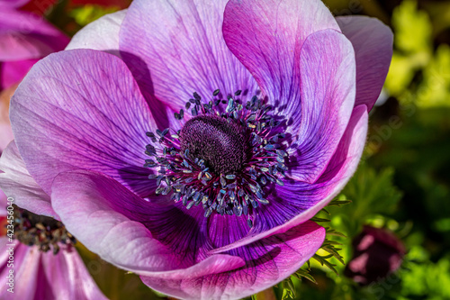 Macro Ranuncula Flower in the Garden