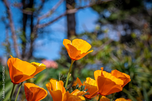 Orange Poppy Flowers in the Garden