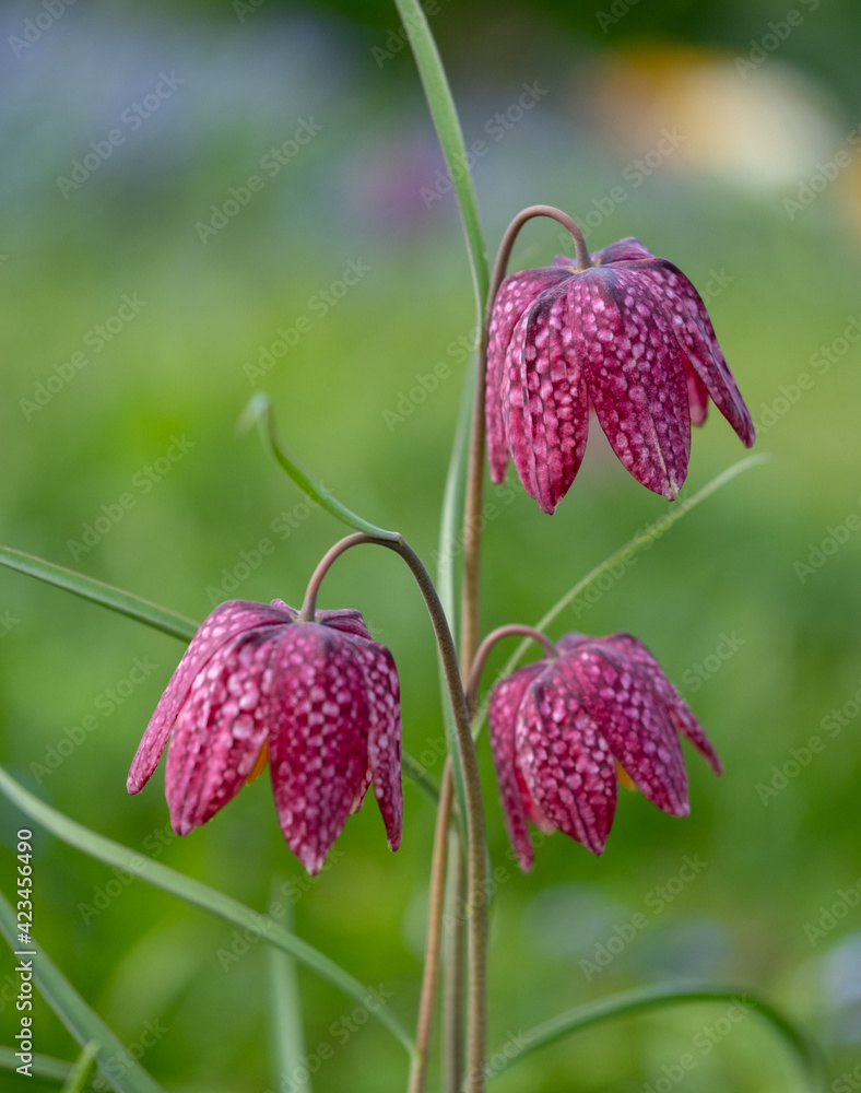 Stunning Snake's Head Fritillary flowers growing wild in the grass, outside Eastcote House Gardens, London Borough of Hillingdon, UK. 