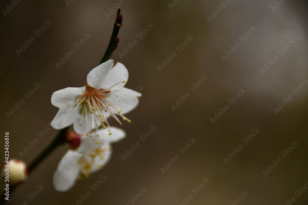 Fototapeta premium 梅の花