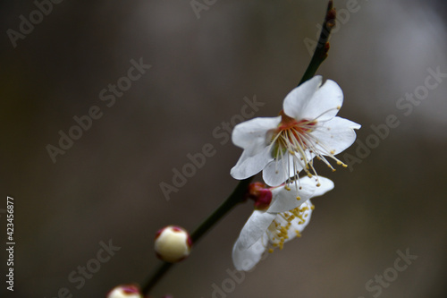 梅の花