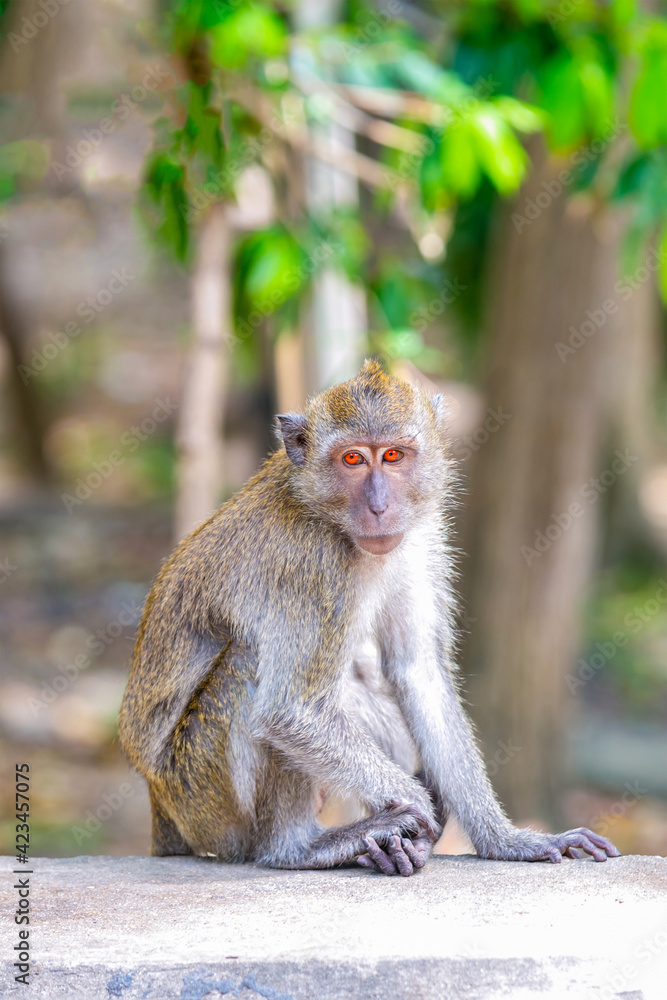 light brown macaque with bright orange eyes sits on a blurred background light brown macaque with bright orange eyes sits on a blurred background