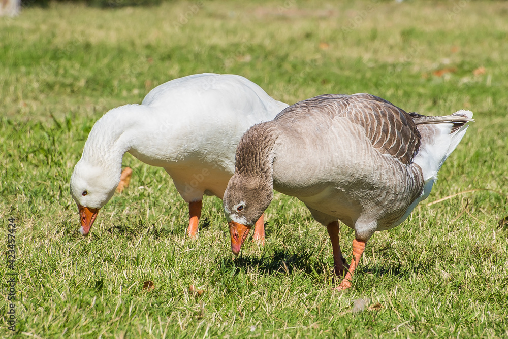 goose on the grass goose on the grass