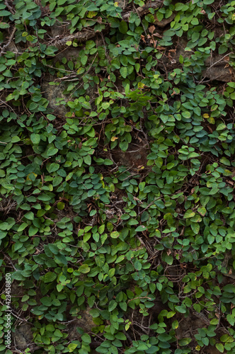 ivy on the wall