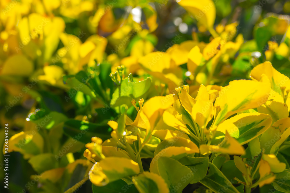 yellow flowers in spring yellow flowers in spring