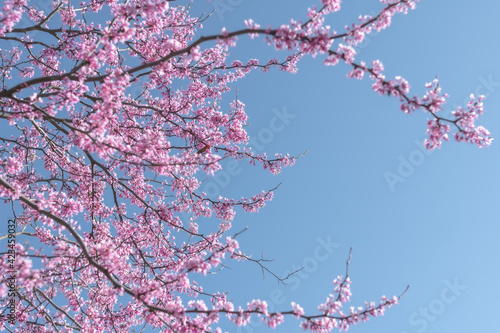 blossom