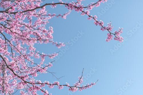 blossom