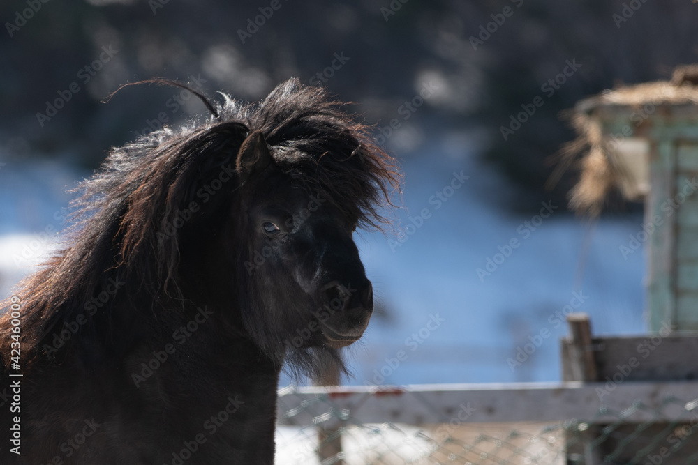 A small black Newfoundland pony stands in a horse pen with a wood fence and snow on a ranch. The breed of domestic animal has a long chestnut mane, dark eyes, and steam coming from its mouth. A small black Newfoundland pony stands in a horse pen with a wood fence and snow on a ranch. The breed of domestic animal has a long chestnut mane, dark eyes, and steam coming from its mouth.