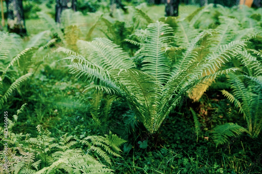 Fern Fern