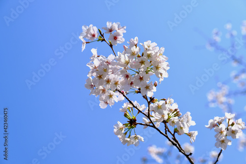 【東京】靖国神社の桜（春） © firstocean