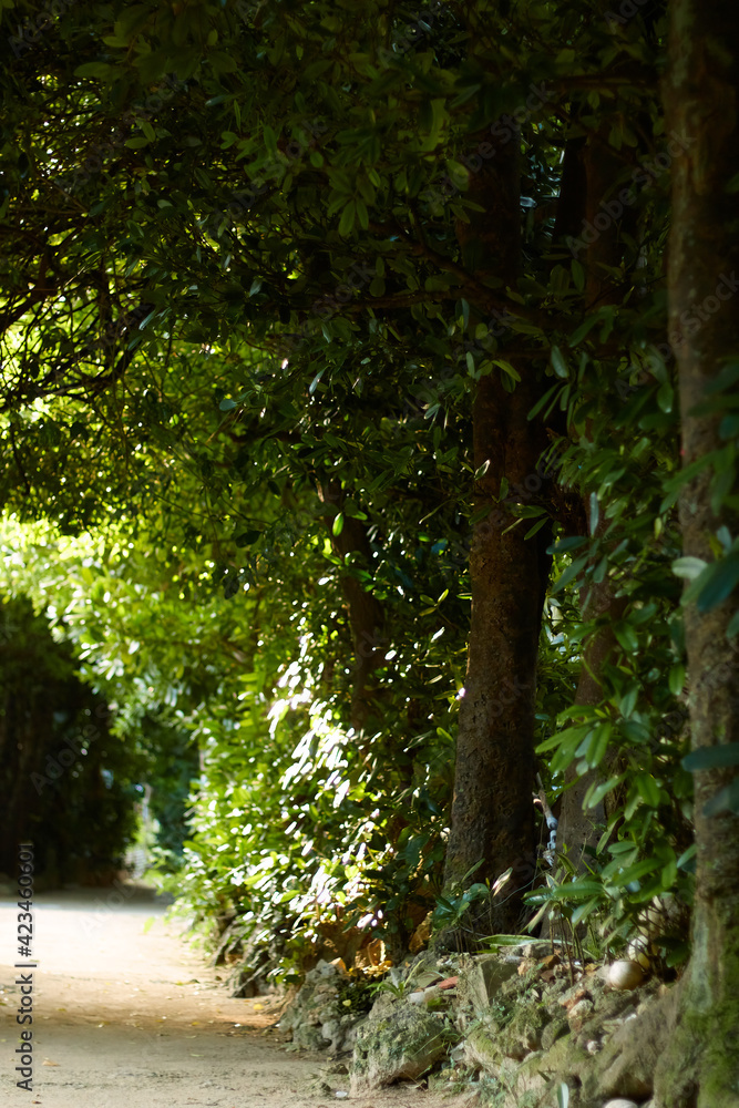 Naklejka premium 朝日が差し込むフクギ並木のトンネル