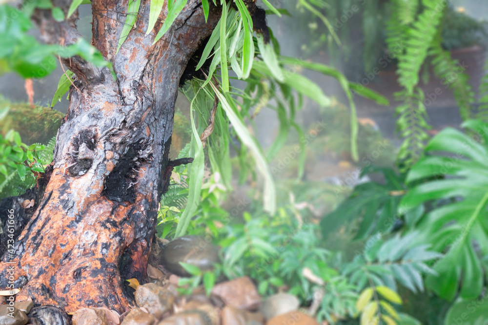 Varieties tropical rainforest foliage plants Varieties tropical rainforest foliage plants