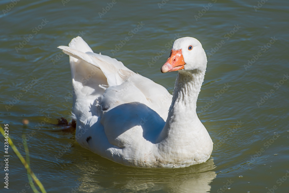 Fototapeta premium white goose swimming