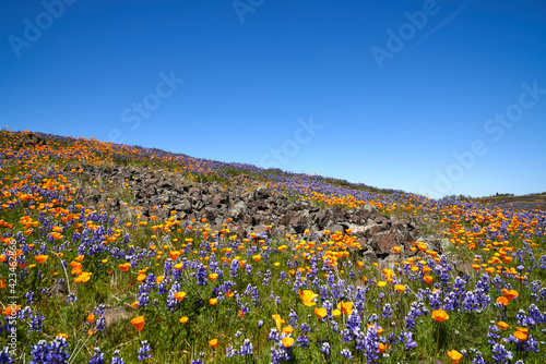 Field of Wildflowers Mountain landscape in Oroville California; North Table Mountain Ecological Reserve; Northern California; Wildflowers