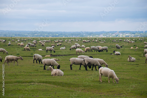 Sheep livestock at the field during summer time in France.
