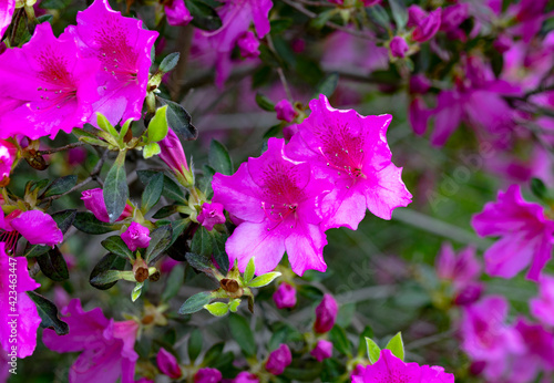 The beauty of the night azaleas