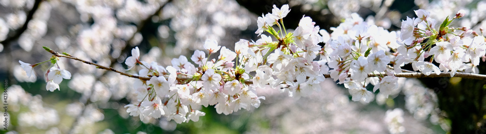 【東京】千鳥ヶ淵公園の桜(ワイド) 【東京】千鳥ヶ淵公園の桜(ワイド)