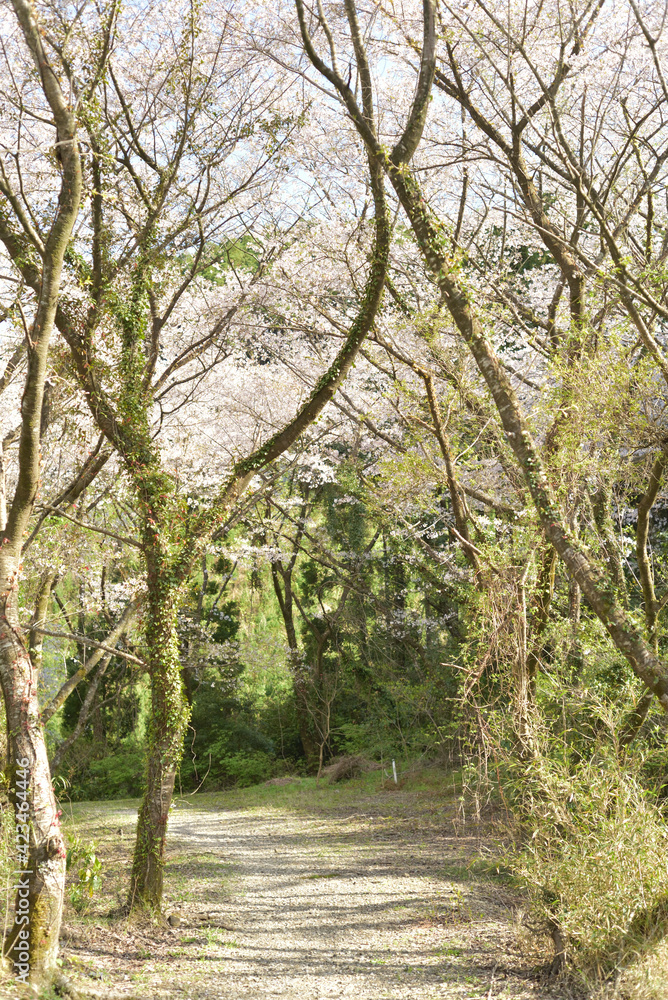 田野町の桜