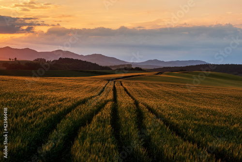 夏の美瑛町美馬牛 夕日に照らされた麦畑の風景

