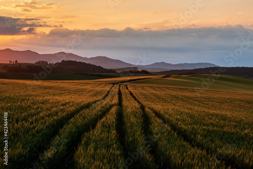 夏の美瑛町美馬牛 夕日に照らされた麦畑の風景 © TATSUYA UEDA