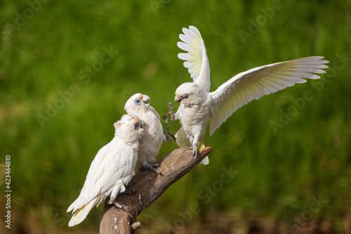 Three Little Corella's (Cacatua sanguinea) on a branch.