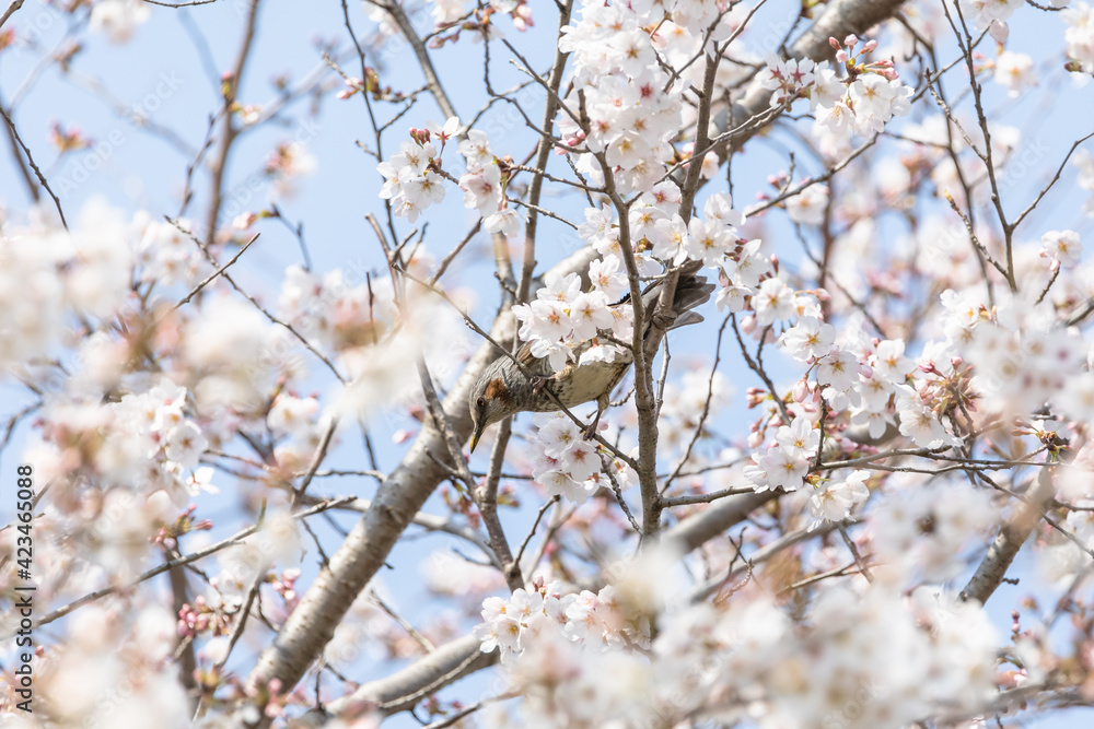 桜の花と小鳥