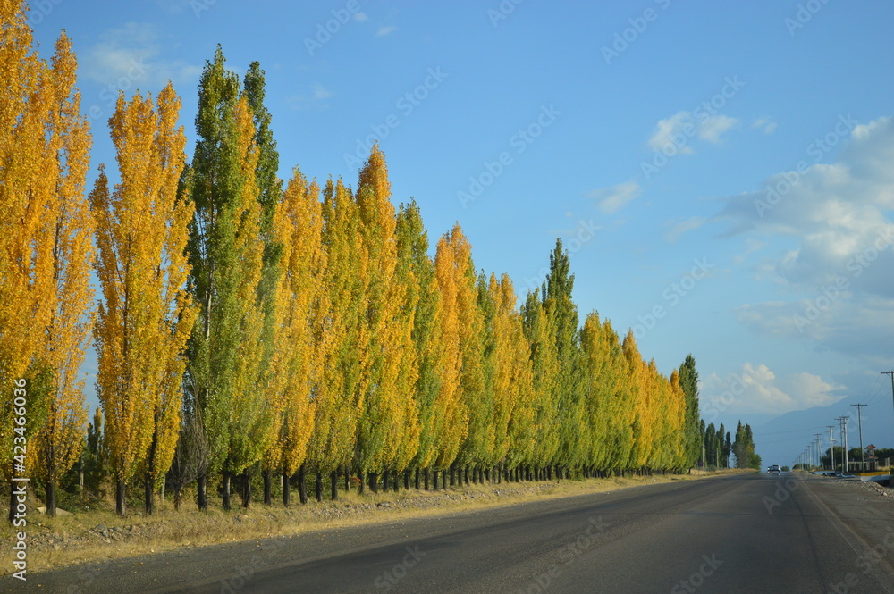 Fototapeta premium autumn landscape with road