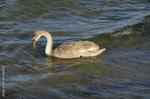 Grey swan in Baltic sea  clear water  sunny spring day  Tallinn  estonia  24.03.2021